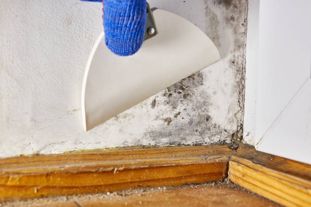 Best Industrial Mold Remediation  in City View, SC